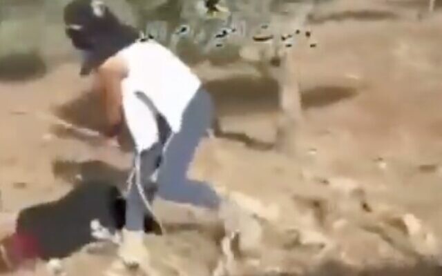 A masked settler is filmed beating a Palestinian woman who was trying to harvest her olives in Turmusayya on October 19, 2025. (Screen capture/X)